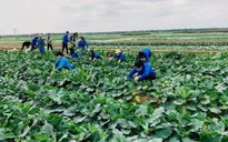 Chính phủ chỉ đạo "giải cứu" nông sản bị ảnh hưởng vì dịch COVID-19