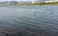 Nước sông Hồng chuyển màu trong xanh