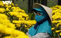 Người trồng hoa, bán hoa như “ngồi trên đống lửa” vì lo ế hàng dịp Tết