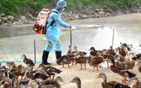 Triển khai quyết liệt các giải pháp kiểm soát phòng, chống bệnh cúm gia cầm