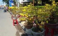 Giảm giá thành, mai vàng An Nhơn vẫn ế ẩm