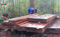 Phát hiện thêm vụ phá rừng quy mô lớn tại Đăk Lăk