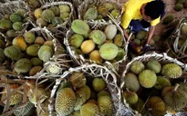 Sầu riêng Malaysia rớt giá vì COVID-19
