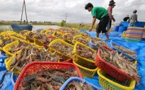 Dân mạng buôn gì: Nướng gà kiểu mới hay mẹo làm tôm?