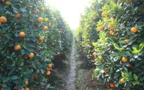 Chuyện tiêu dùng: Quả xoài "xấu số" hay máy cắt thịt gà?