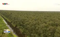 ĐBSCL nhiều diện tích rừng cảnh báo cháy cấp cực kỳ nguy hiểm