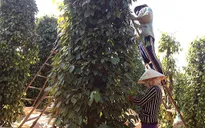 Giá tiêu “nóng” lên từng ngày, gây khó cho xuất khẩu