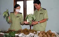 Bắt sâm Ngọc Linh giả tại "thủ phủ" sâm thật