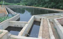 Vi phạm quy định về xử lý chất thải chăn nuôi bị phạt đến 20 triệu đồng