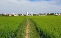Ồ ạt thu gom đất trồng lúa để đón đầu các dự án