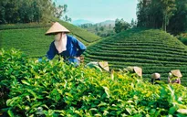 Xuất khẩu chè: Tăng mạnh về giá trị trong 2 tháng đầu năm 2021