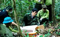 Gần 100 cá thể động vật hoang dã được thả về rừng