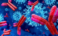 Kháng thể giúp người đã nhiễm virus SARS-CoV-2 có thể tránh tái nhiễm trong 9 tháng