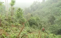 Ngang nhiên chuyển rừng tự nhiên thành rừng trồng tại vườn quốc gia Xuân Sơn
