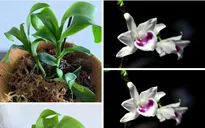 "Đại náo" lan đột biến: Từ Sơn La đến Tây Nguyên, những thương vụ hàng trăm tỷ đồng