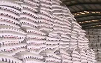 Tạm ngừng xuất khẩu có bình ổn được giá phân bón?