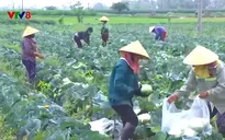 Bao giờ hết "giải cứu nông sản"