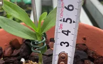 Cả tỷ đồng/cm lan đột biến, giấc mộng đổi đời và lời cảnh báo từ 400 năm trước