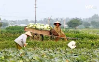 Nông sản ở nhiều địa phương rẻ như cho vẫn không có người mua