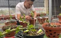 Doanh nhân Nguyễn Văn Thắng sở hữu vườn lan Var độc đáo trên sân thượng