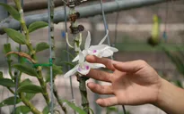 Sự thật gây sốc đằng sau vài tỷ đồng/kie, cả trăm tỷ đồng/cây lan đột biến