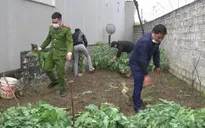 Khởi tố cụ bà 72 tuổi trồng 600 cây thuốc phiện trong vườn để chữa xương khớp