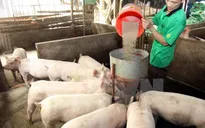 Giá thức ăn chăn nuôi tăng vọt: Doanh nghiệp, người nông dân lao đao