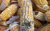 Bột ngô mốc: "Sát thủ" gây ngộ độc ở vùng cao