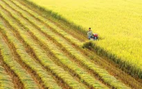 Thủ tướng đồng ý chuyển mục đích sử dụng 65 ha đất trồng lúa tại Long An