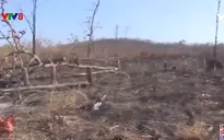 Đắk Lắk hàng chục héc ta rừng bị tàn phá