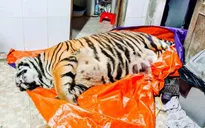 Khởi tố đối tượng mua hổ nặng 250 kg về để nấu cao