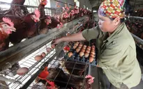 Hàng năm có vài chục triệu tấn bã bia, rơm, bã sắn... vì sao ngành chăn nuôi vẫn "đói" thức ăn