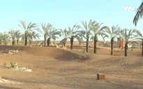 Giới siêu giàu Saudi Arabia tránh dịch tại ốc đảo nhân tạo xa hoa