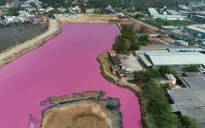 Đầm nước đổi màu tím đậm đặc, người nuôi cá đứng ngồi không yên
