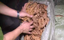 Đường dây buôn lậu thuốc bắc xuyên quốc gia: Hé lộ số tiền 'làm luật' khủng cho cán bộ hải quan