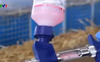 Vaccine COVID-19 đầu tiên cho động vật