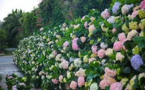 Đặc sắc lễ hội hoa Sầm Sơn
