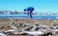 Tảo “sát thủ” khiến hơn 4.200 tấn cá hồi chết tại Chile