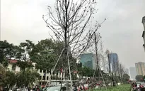Cây xanh ở Thủ đô Hà Nội: Không thể cứ thích là trồng