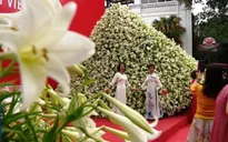Chiêm ngưỡng nón hoa loa kèn lớn nhất Việt Nam