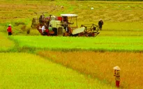 Cần tư duy mới khi chuyển đổi đất nông nghiệp
