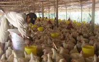 Giá thức ăn chăn nuôi tăng cao, nguy cơ thiếu hụt thịt gia cầm vào quý 2