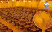 Triệt phá băng nhóm buôn bán cần sa lớn nhất châu Âu