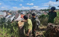 Rừng thông cổ thụ ngay giữa trung tâm Đà Lạt bị cưa hạ trái phép