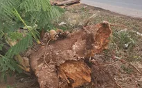 Cây phượng đổ đè chết nữ điều dưỡng