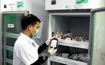 Tạm ngừng tiếp nhận máu nhóm B, AB