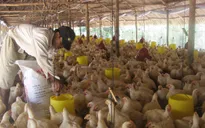 Giá thức ăn chăn nuôi tăng chóng mặt