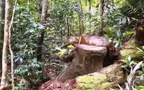 Phát hiện chiêu thức phá rừng thủ đoạn mới