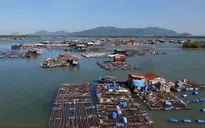 Nhiều hộ nuôi cá "mất ăn mất ngủ" vì lo nước cống rò rỉ làm ô nhiễm nguồn nước