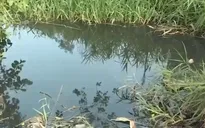 TP. HCM: Cảnh báo ô nhiễm nước qua nhiều vụ cá chết